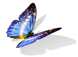The CAD Butterfly